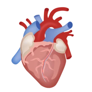 Affect of sugar on heart 