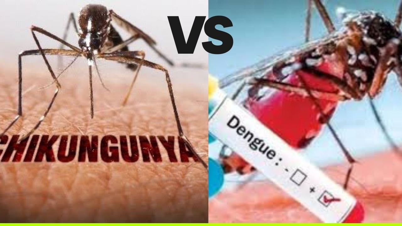 Chikungunea and Dengue
